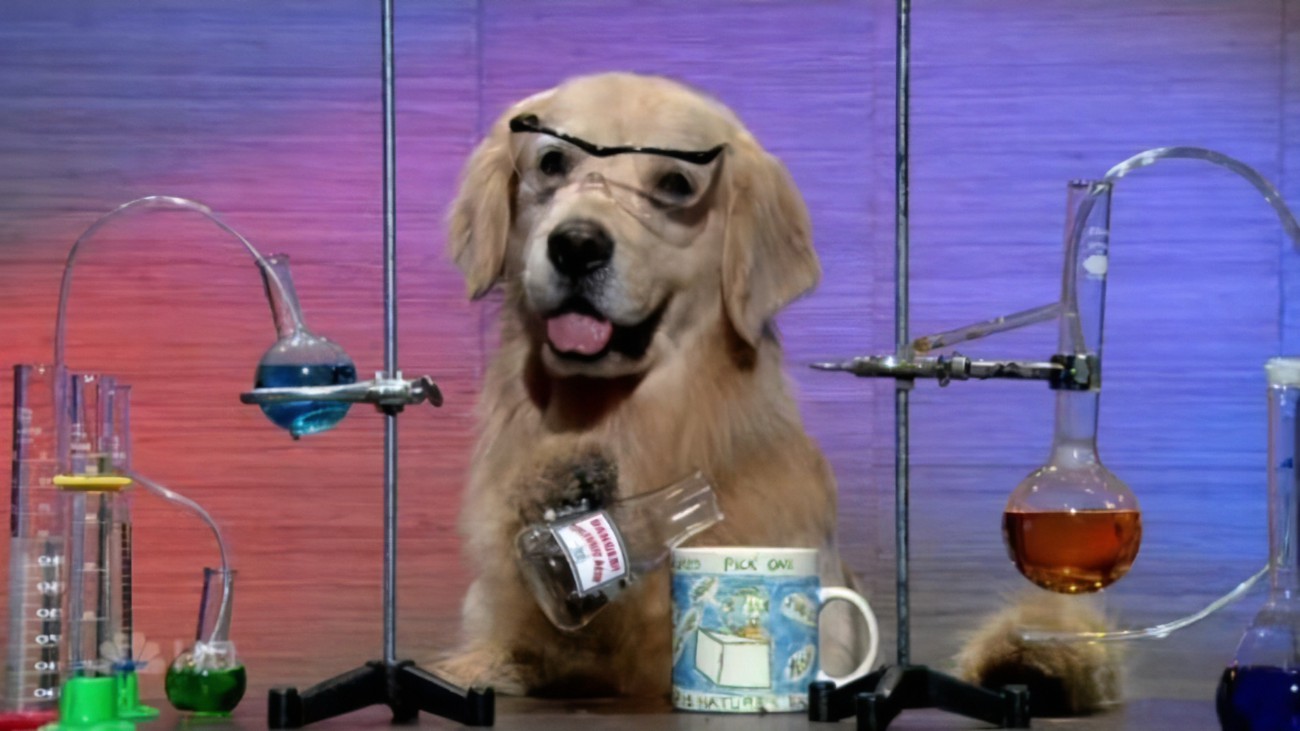 Bailey the Golden Retriever surrounded by chemistry laboratory equipment wearing safety glasses and getting ready to pour something from conical flask into a cup.